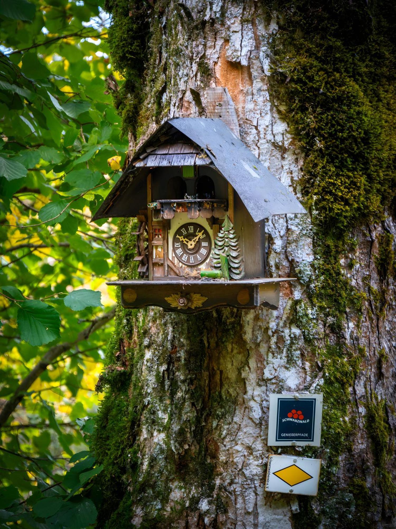 Landhaus Panoramablick Schonach im Schwarzwald Экстерьер фото